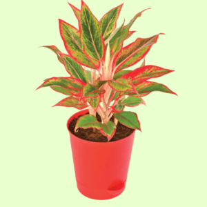 Aglaonema Red Plant with Self Watering Pot