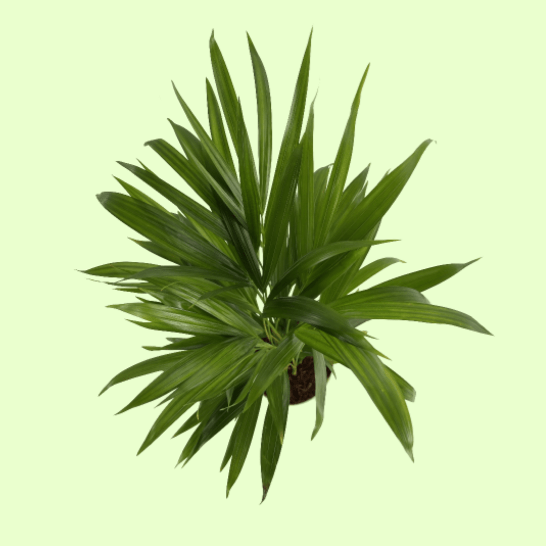 Areca Palm Plant with Self Watering Pot - Image 2