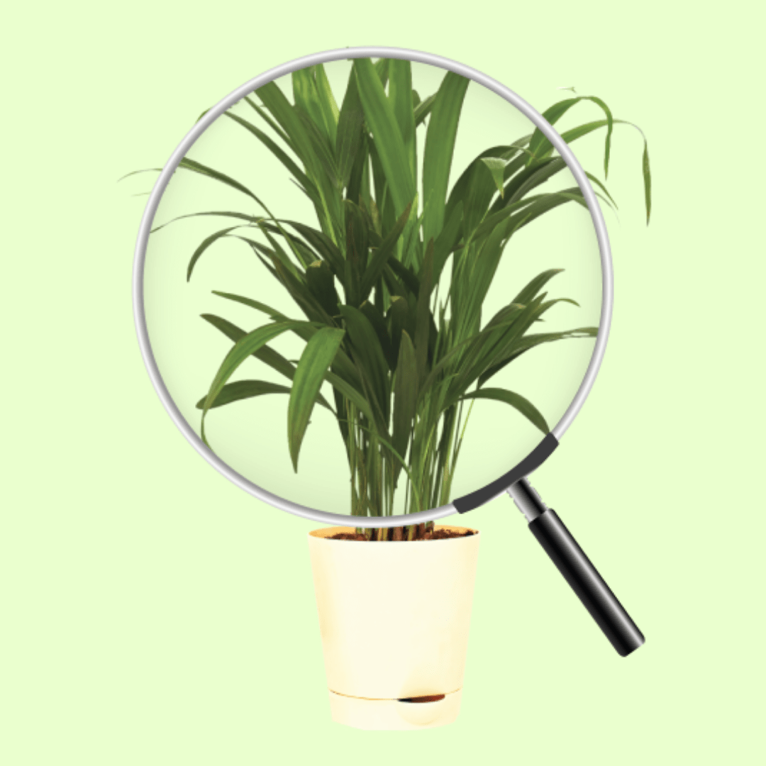 Areca Palm Plant with Self Watering Pot - Image 3