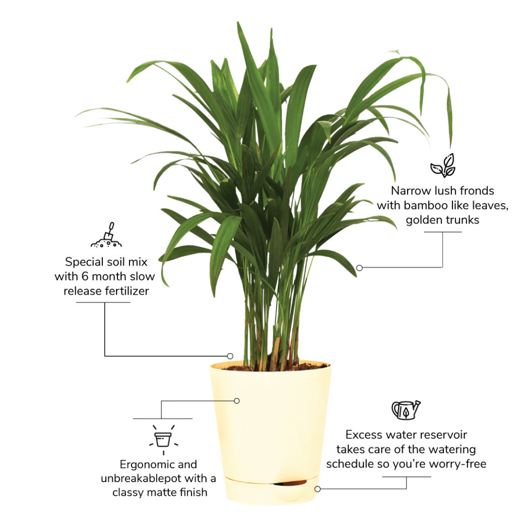 Areca Palm Plant with Self Watering Pot - Image 4