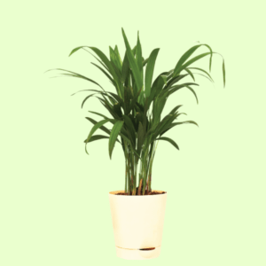 Areca Palm Plant with Self Watering Pot