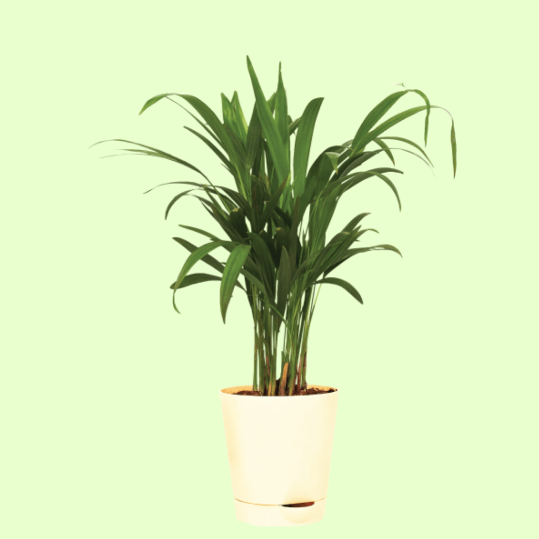 Areca Palm Plant with Self Watering Pot