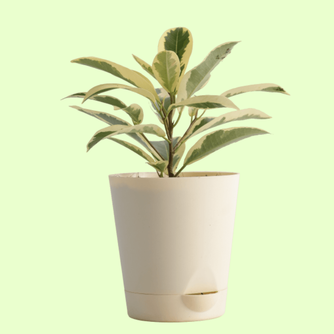 Ficus Prestige with Self Watering Pot - Image 2
