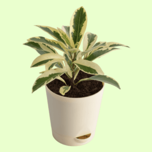 Ficus Prestige with Self Watering Pot