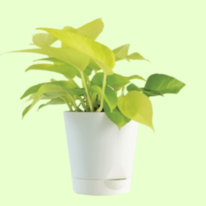 Money Plant Golden with Self Watering Pot
