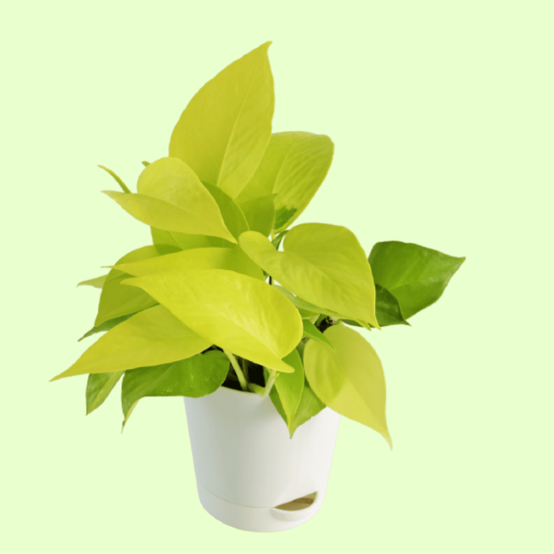 Money Plant Golden with Self Watering Pot - Image 2