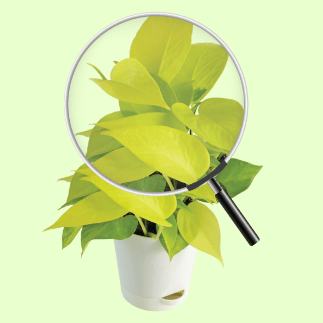 Money Plant Golden with Self Watering Pot - Image 3