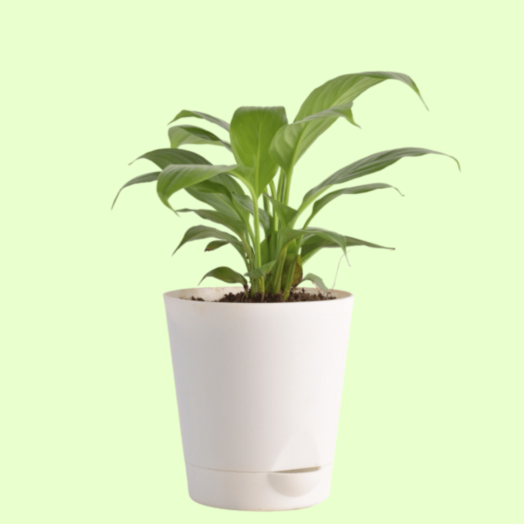 Peace Lily Plant with Self Watering Pot - Image 2