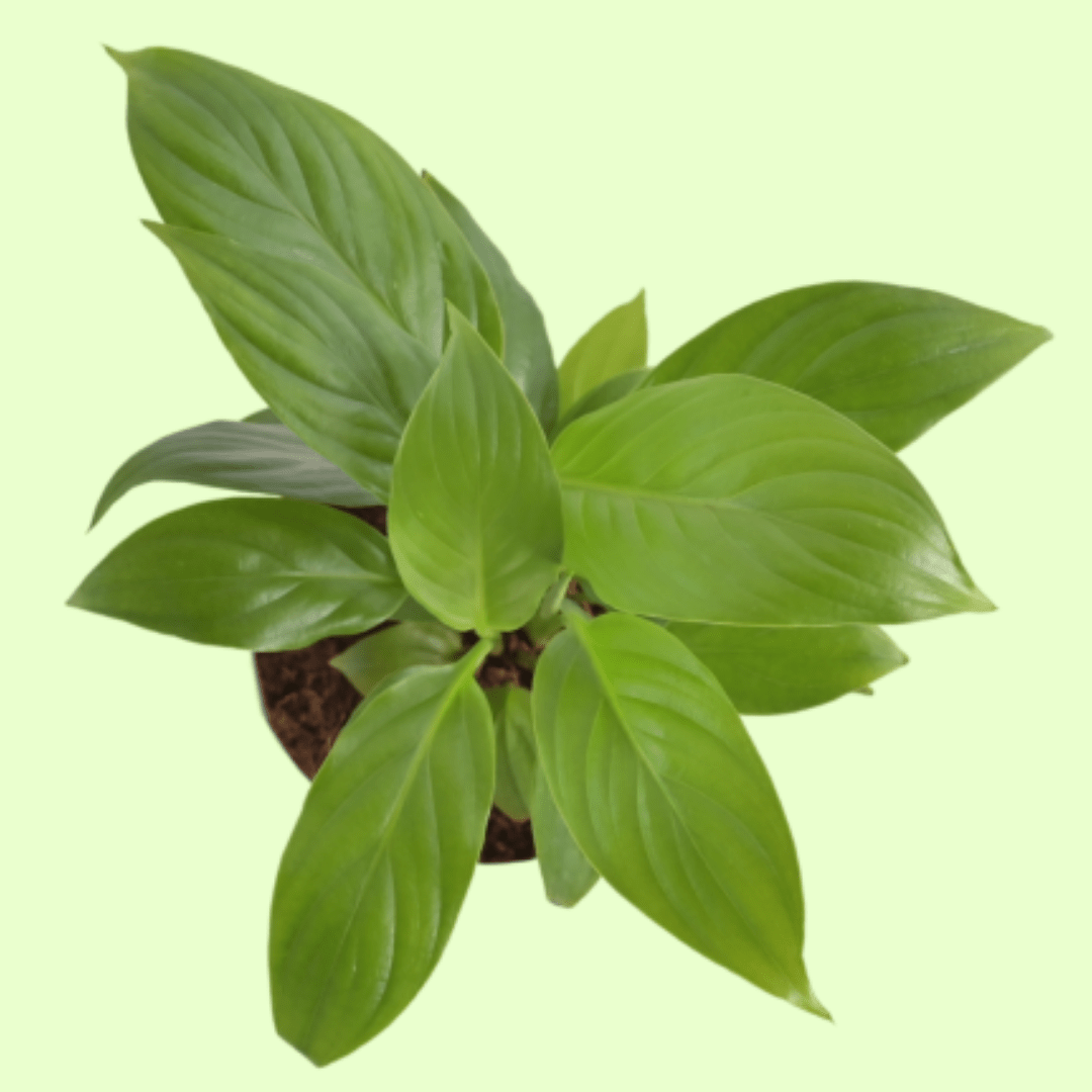 Peace Lily Plant with Self Watering Pot - Image 3