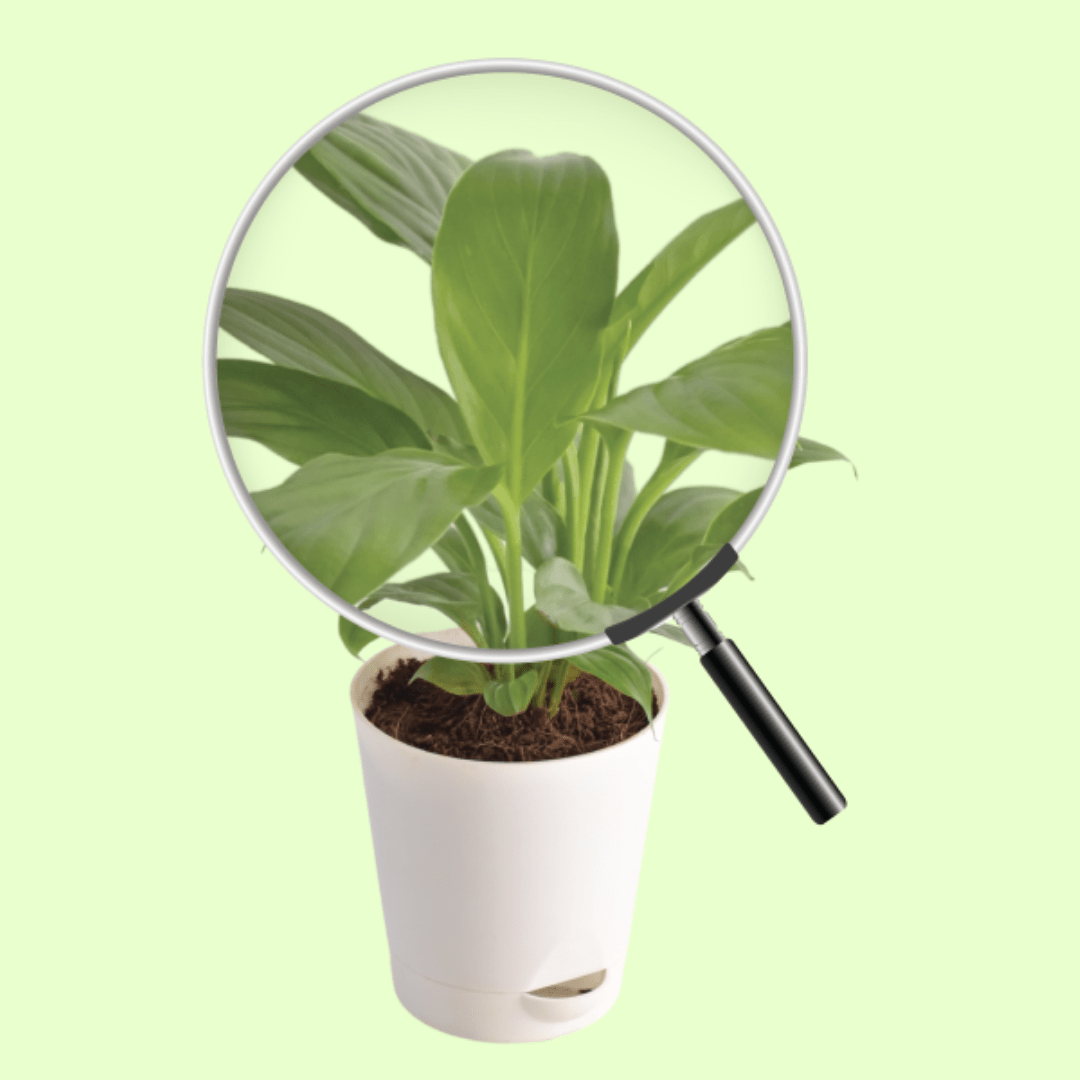 Peace Lily Plant with Self Watering Pot - Image 4