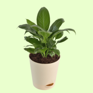 Peace Lily Plant with Self Watering Pot