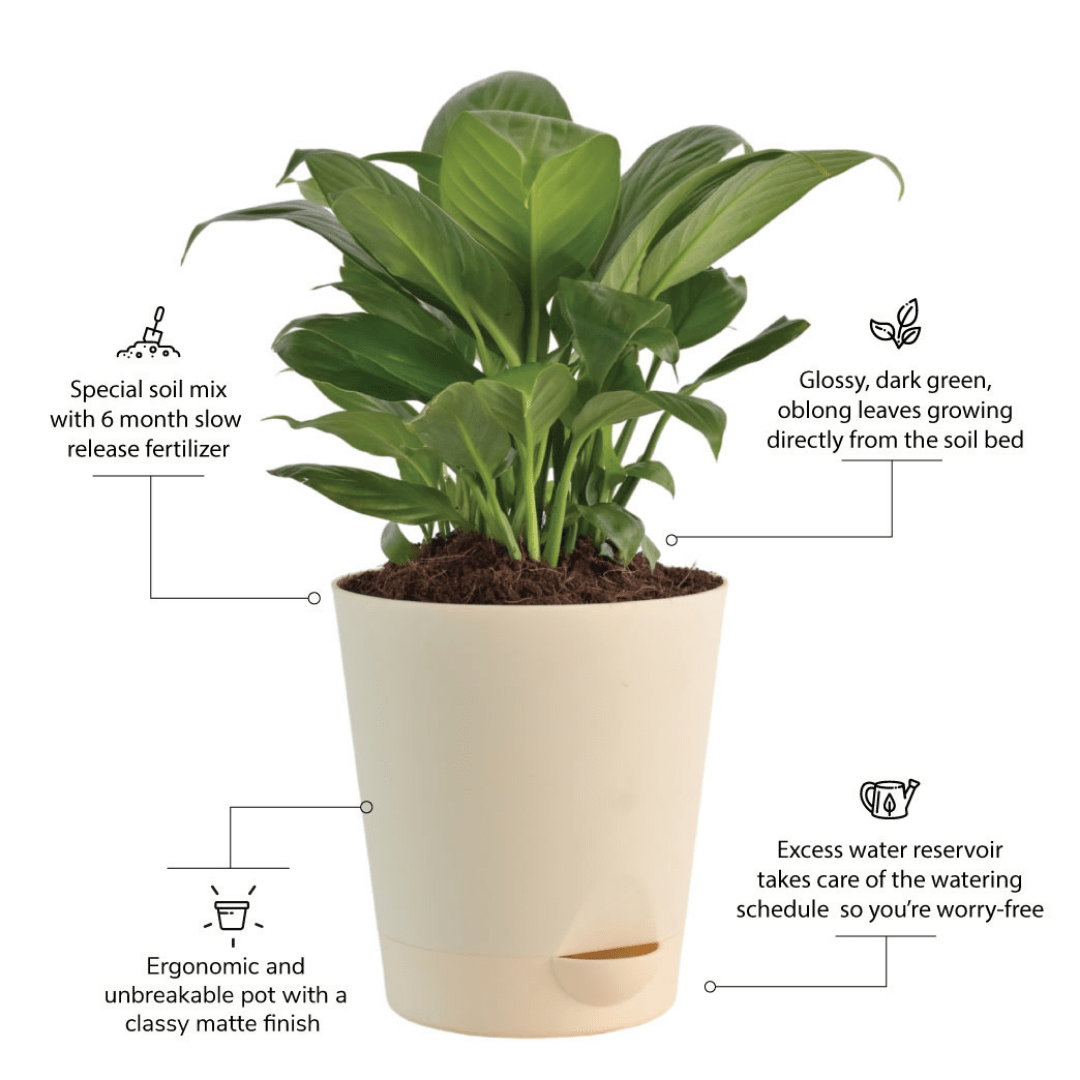 Peace Lily Plant with Self Watering Pot - Image 5