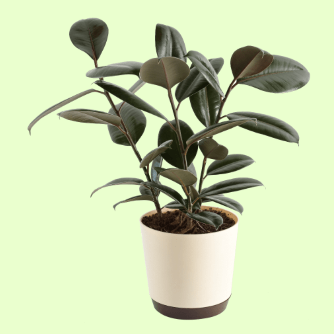 Rubber Plant with Self Watering Pot - Image 2