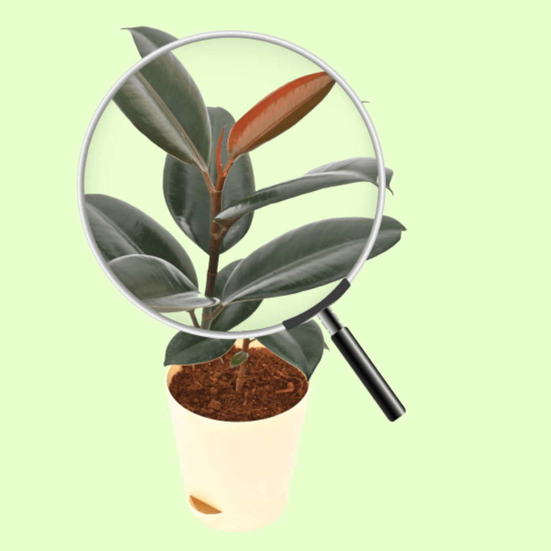 Rubber Plant with Self Watering Pot - Image 3