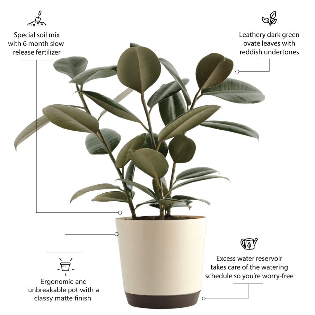 Rubber Plant with Self Watering Pot - Image 4