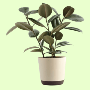 Rubber Plant with Self Watering Pot