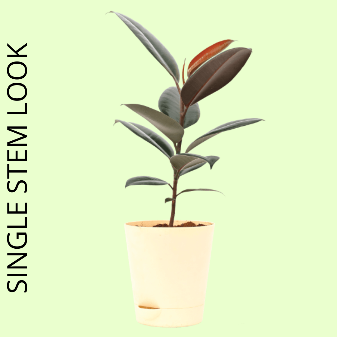 Rubber Plant with Self Watering Pot - Image 6