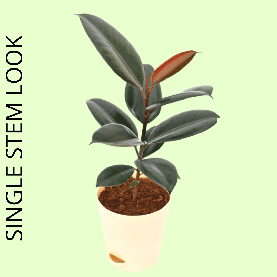 Rubber Plant with Self Watering Pot - Image 5