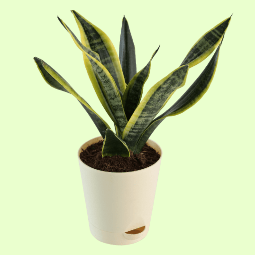 Snake Plant with Self Watering Pot - Image 2