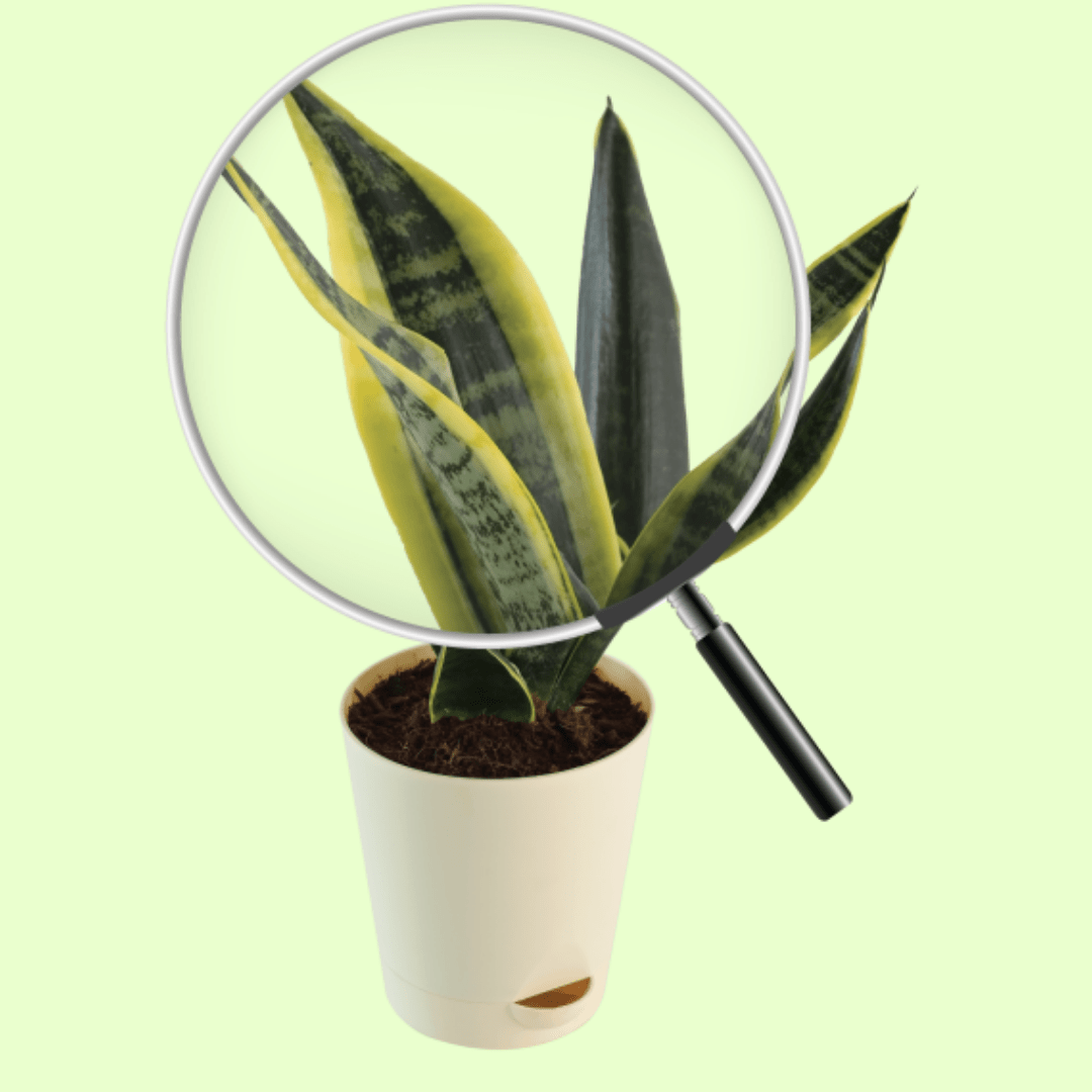 Snake Plant with Self Watering Pot - Image 3