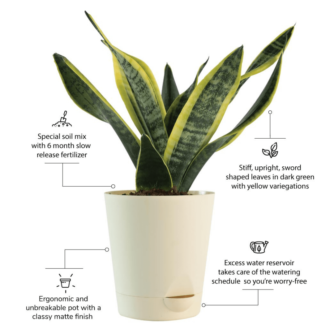 Snake Plant with Self Watering Pot - Image 4