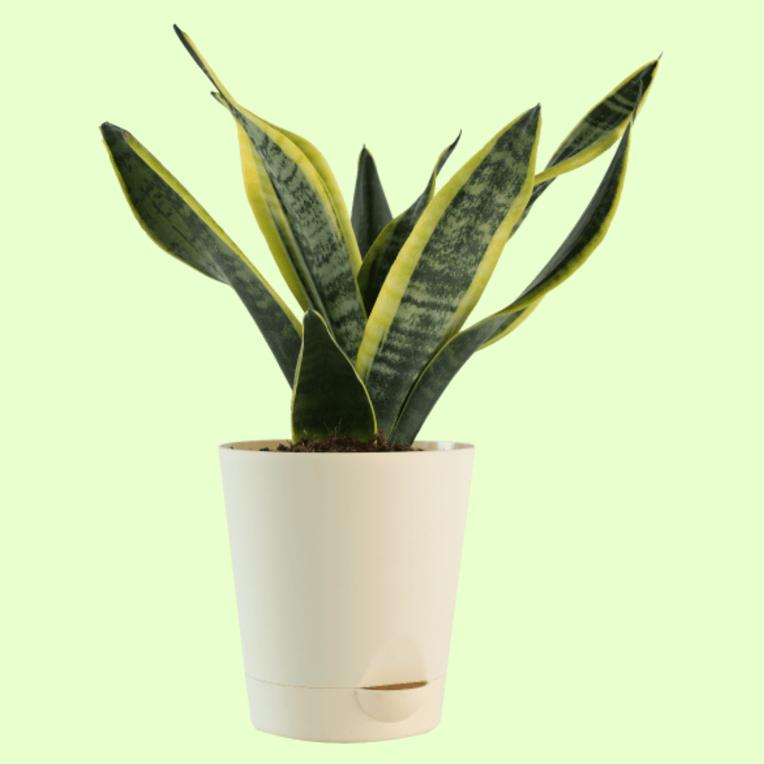 Snake Plant with Self Watering Pot