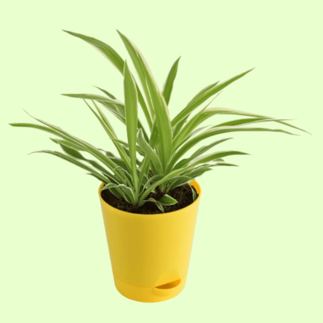 Spider Plant with Self Watering Pot - Image 2