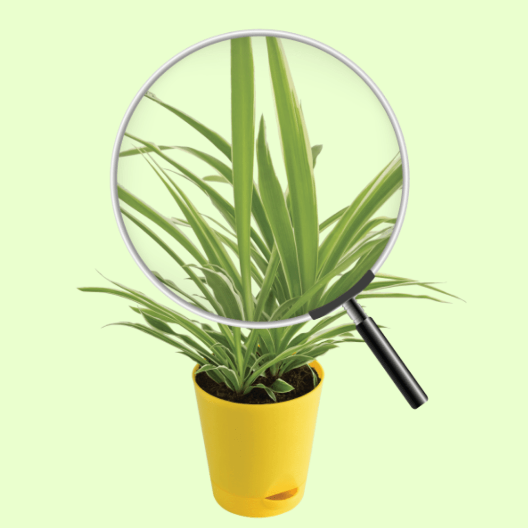 Spider Plant with Self Watering Pot - Image 3