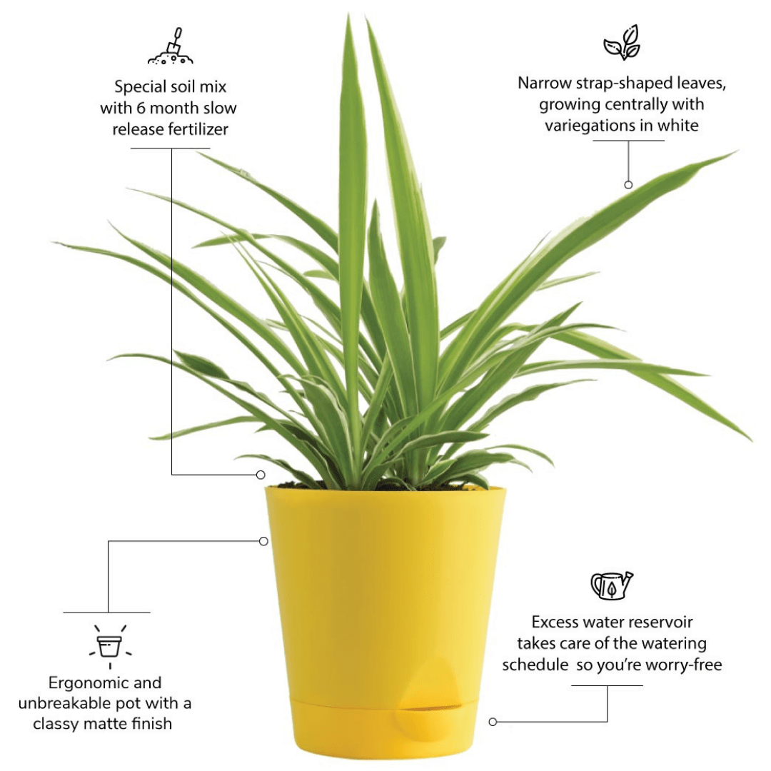 Spider Plant with Self Watering Pot - Image 4