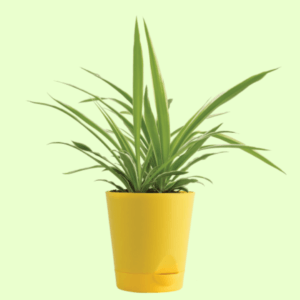 Spider Plant with Self Watering Pot