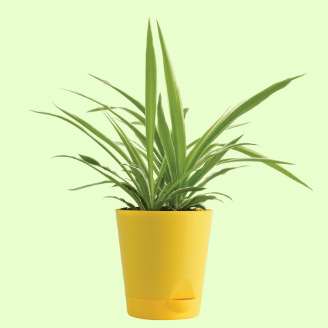 Spider Plant with Self Watering Pot