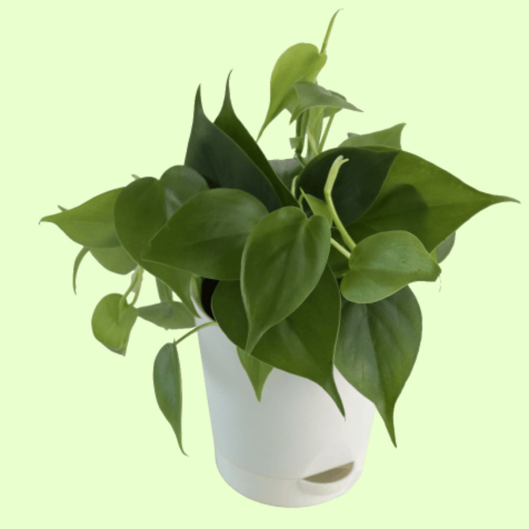 Sweetheart Plant with Self Watering Pot - Image 2