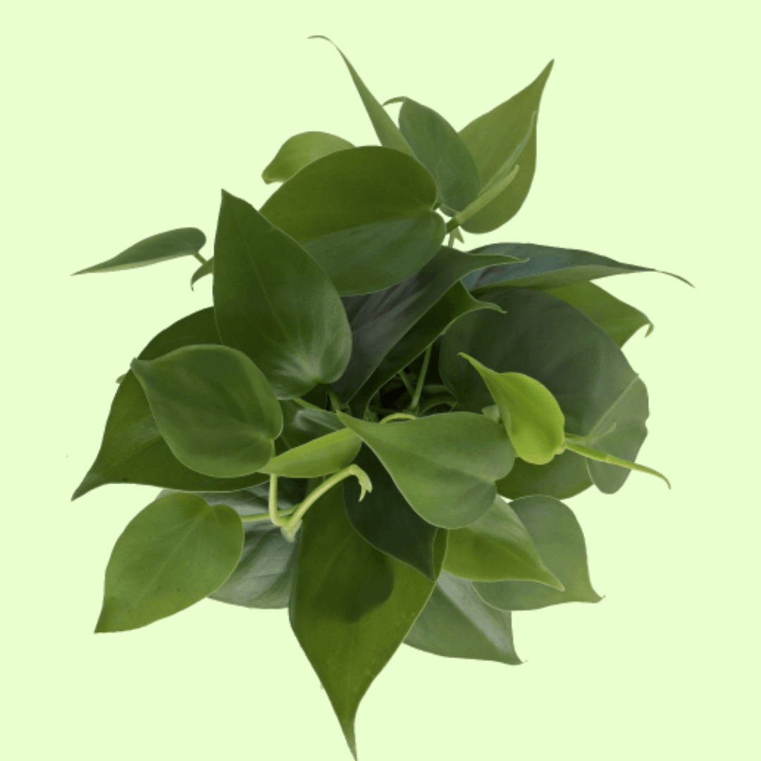 Sweetheart Plant with Self Watering Pot - Image 3