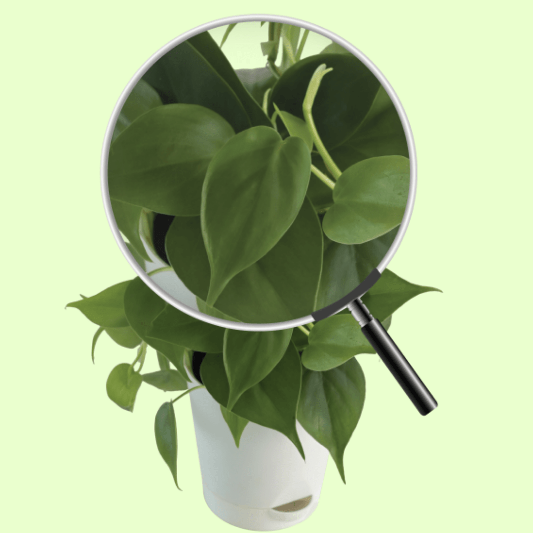 Sweetheart Plant with Self Watering Pot - Image 4