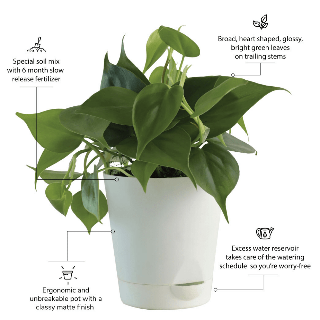 Sweetheart Plant with Self Watering Pot - Image 5