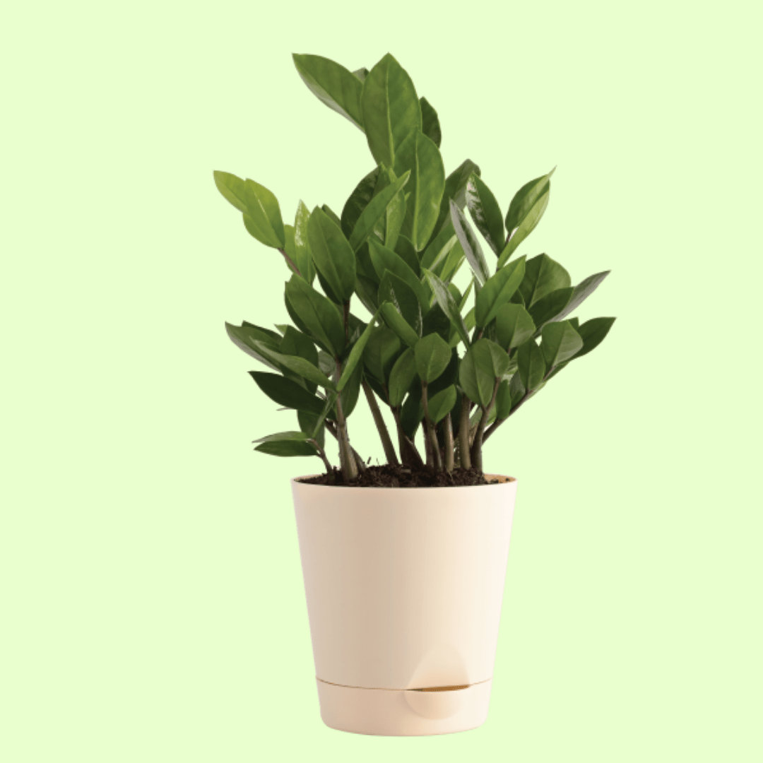 ZZ Plant - Medium with Self Watering Pot - Image 2