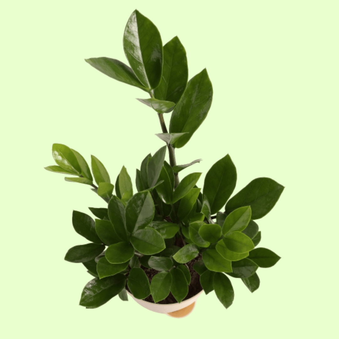 ZZ Plant - Medium with Self Watering Pot - Image 3