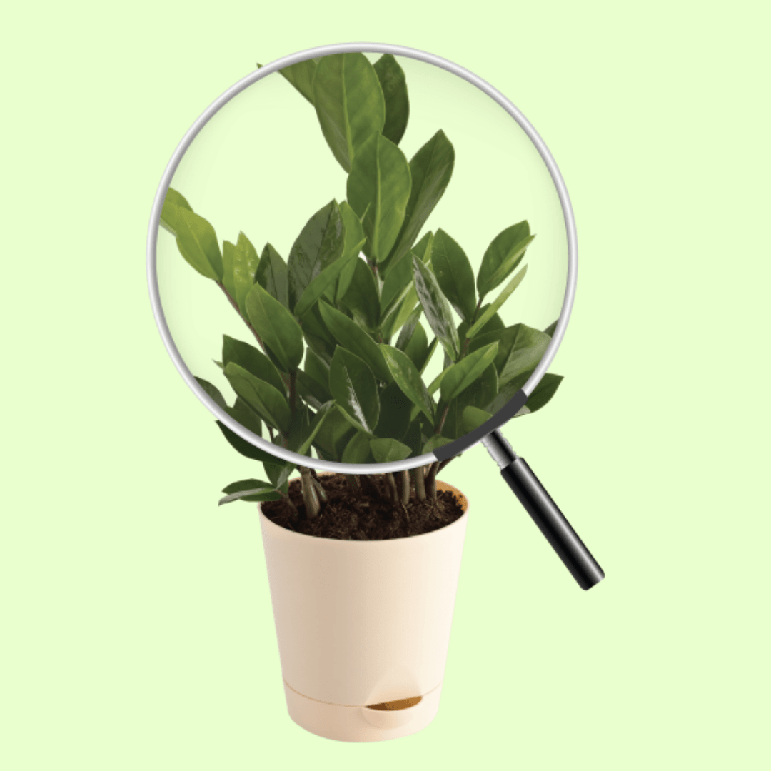 ZZ Plant - Medium with Self Watering Pot - Image 4