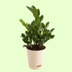 ZZ Plant - Medium with Self Watering Pot