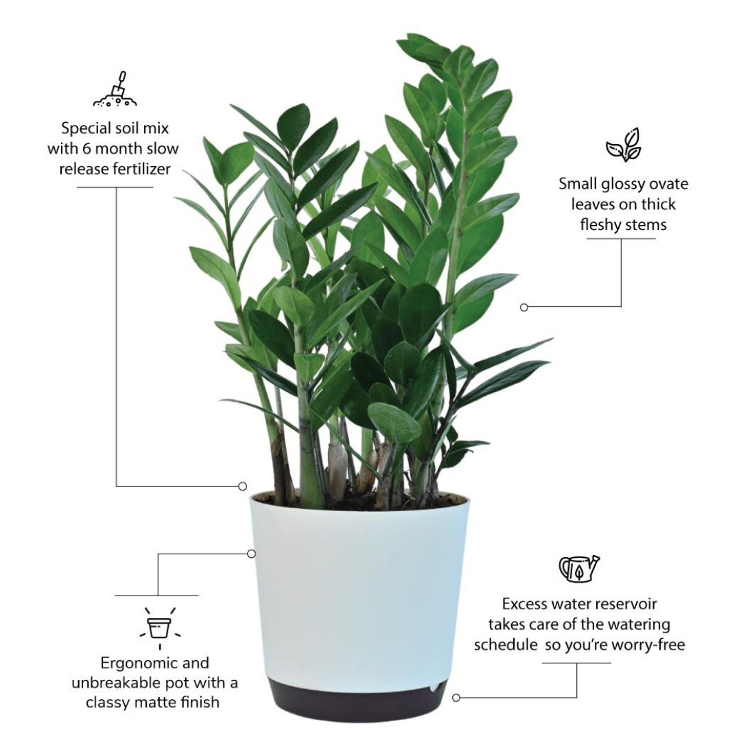 ZZ Plant - Medium with Self Watering Pot (4)