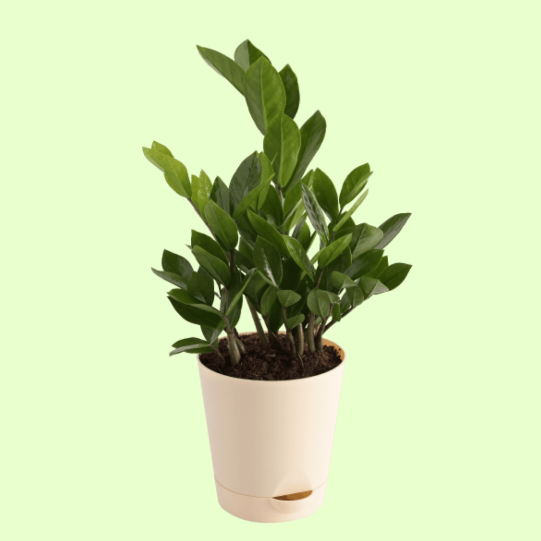 ZZ Plant - Medium with Self Watering Pot